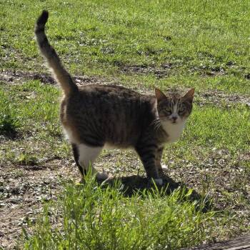 Domestic Short Hair Cats Available for Adoption - Costa | PetCurious