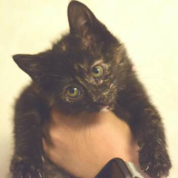Domestic Short Hair Cats Available for Adoption in Belleville, Illinois - Teeter | PetCurious