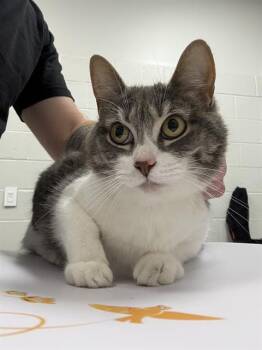 DOT -  Domestic Short Hair Cat for Adoption in Indianapolis, Indiana - DOT | PetCurious