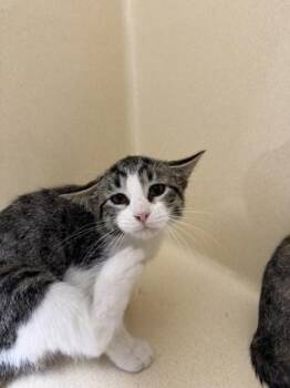 Jonah -  Domestic Short Hair Cat for Adoption in Pequot Lakes, Minnesota - Jonah | PetCurious