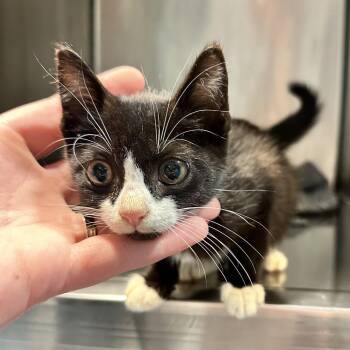 Noir -  Domestic Short Hair Cat for Adoption in Chattanooga, Tennessee - Noir | PetCurious