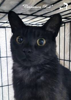 Cinnamon Roll -  Domestic Short Hair Cat for Adoption in Centerville, Utah - Cinnamon Roll | PetCurious
