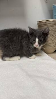 Daniel -  Domestic Short Hair Cat for Adoption in Ontario, California - Daniel | PetCurious