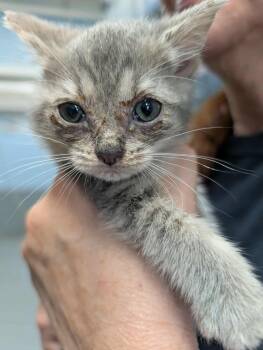 Rescue Domestic Short Hair Cats for Adoption in Rustburg, Virginia - Summer - At Shelter | PetCurious