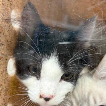 Moop -  Domestic Medium Hair Cat for Adoption in Reno, Nevada - Moop | PetCurious
