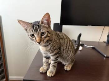 Chai -  Domestic Short Hair Cat for Adoption in Burnaby, British Columbia - Chai | PetCurious
