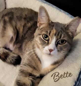 Tortoiseshell and Tabby Cats Available for Adoption in Houston, Texas - Bette #Davis-eyes | PetCurious