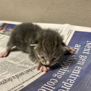 Domestic Short Hair Cats Available for Adoption - Chelsea | PetCurious