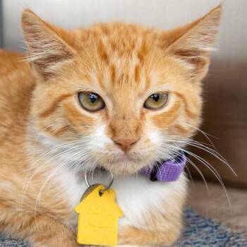 ARIZONA -  Domestic Short Hair Cat for Adoption in St. Louis, Missouri - ARIZONA | PetCurious