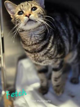 Rescue Domestic Short Hair Cats for Adoption in Cambridge, Maryland - Fetch | PetCurious