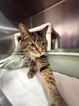 Domestic Medium Hair Cats Available for Adoption in Annapolis, Maryland - Coco | PetCurious