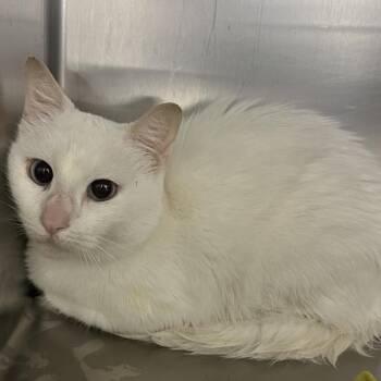 Harbor -  Domestic Short Hair Cat for Adoption in Grand Rapids, Michigan - Harbor | PetCurious