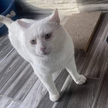 Domestic Short Hair Cats Available for Adoption in West Des Moines, Iowa - Big Tex | PetCurious