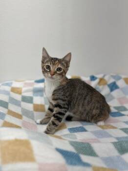 Frosted Flakes -  Domestic Short Hair Cat for Adoption in Newberg, Oregon - Frosted Flakes | PetCurious