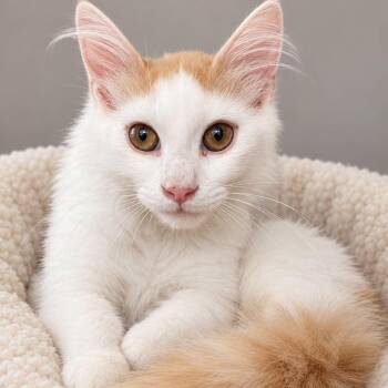 LINK -  Domestic Short Hair Cat for Adoption in Cranston, Rhode Island - LINK | PetCurious