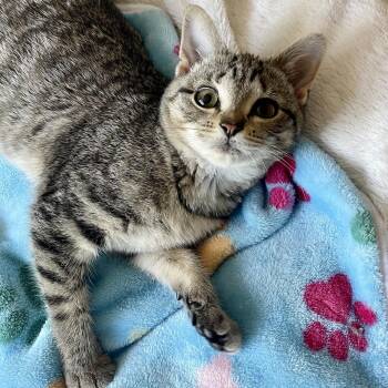 Domestic Short Hair and Tabby Cats Available for Adoption in Elmwood Park, Wisconsin - Bristol | PetCurious