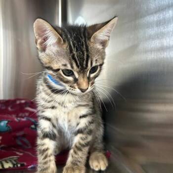 Domestic Short Hair Cats Available for Adoption in Knoxville, Tennessee - Gem | PetCurious