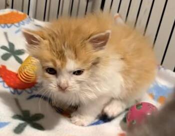 Rescue Domestic Short Hair and Calico Cats for Adoption in Mount Airy, North Carolina - Graham, Chocolate & Marshmallow | PetCurious