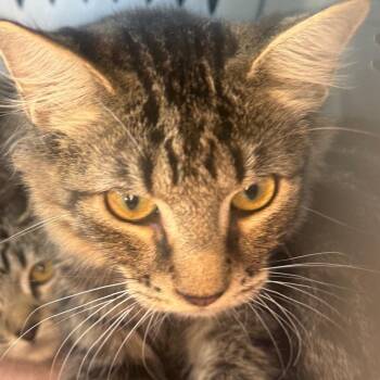 Mission -  Domestic Medium Hair Cat for Adoption in Brea, California - Mission | PetCurious