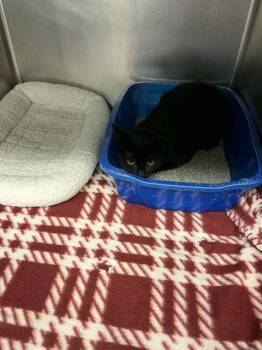 Domestic Short Hair Cats Available for Adoption in Belleville, Illinois - SPOT | PetCurious