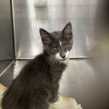 Jasmine -  Domestic Medium Hair Cat for Adoption in Wantagh, New York - Jasmine | PetCurious