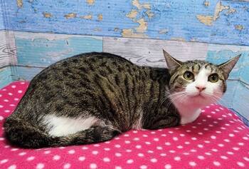 Rescue Domestic Short Hair Cats for Adoption in Washington Court House, Ohio - Vickie | PetCurious