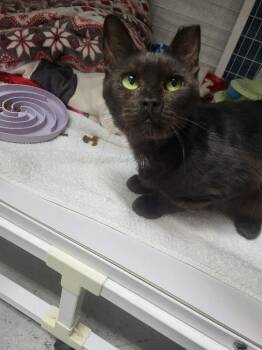 Sully -  Domestic Short Hair Cat Available for Adoption in Diamond Springs, California - Sully | PetCurious