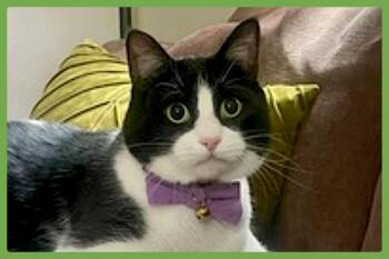 Jasper -  Domestic Short Hair Cat for Adoption in Amherst, Massachusetts - Jasper | PetCurious