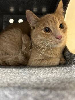 Domestic Short Hair Cats Available for Adoption in Fruit Heights, Utah - Marcus | PetCurious