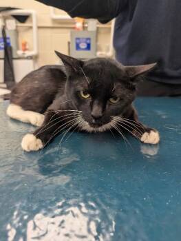 Sylvester -  Domestic Short Hair Cat for Adoption in Mobile, Alabama - Sylvester | PetCurious
