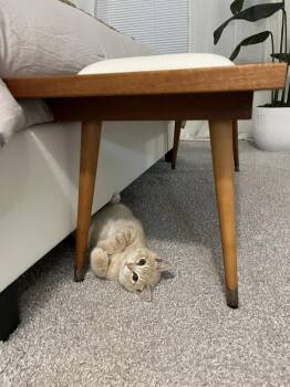 Tabby and Domestic Short Hair Cats Available for Adoption - Amos | PetCurious