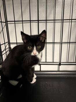 Joey -  Domestic Short Hair Cat for Adoption in Metter, Georgia - Joey | PetCurious