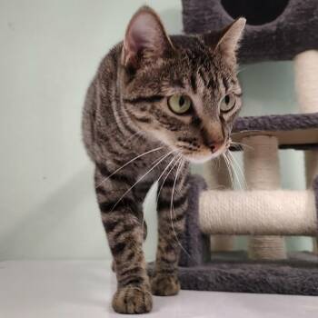 Sable -  Domestic Short Hair Cat for Adoption in Las Cruces, New Mexico - Sable | PetCurious