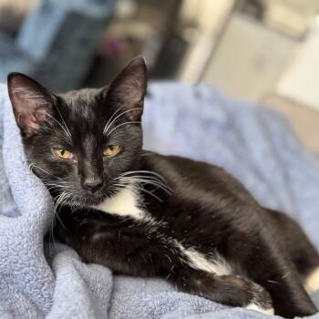 Rescue American Shorthair Cats for Adoption in Evanston, Illinois - Orchid | PetCurious