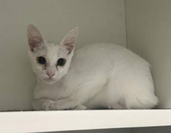 Domestic Short Hair Cats Available for Adoption in Palm Coast, Florida - Finley | PetCurious