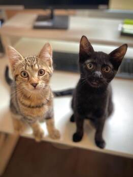 Domestic Short Hair Cats Available for Adoption in Duxbury, Massachusetts - Tara W/ Jordan | PetCurious