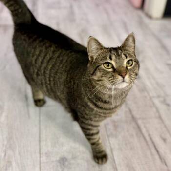 Tabby Cats Available for Adoption - Cheerio | PetCurious