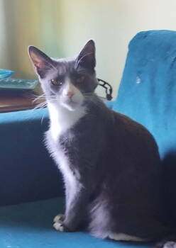 Rescue Domestic Short Hair Cats for Adoption in Livonia, Michigan - OR1 Group Mischief | PetCurious