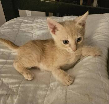Brooks 7.28.26 (med waiver) -  Domestic Short Hair Cat for Adoption in Apopka, Florida - Brooks 7.28.26 (med Waiver) | PetCurious