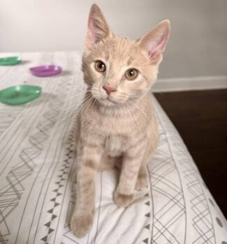 Domestic Short Hair Cats Available for Adoption in Nashville, Tennessee - Nimbus | PetCurious