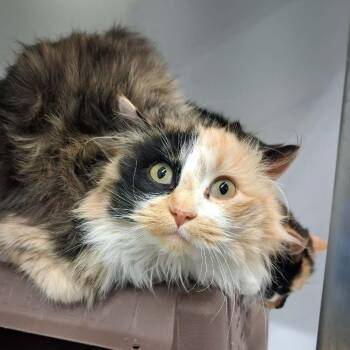 Domestic Long Hair Cats Available for Adoption - Hera | PetCurious