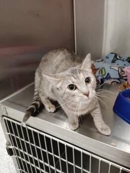 Domestic Short Hair Cats Available for Adoption in Republic, Missouri - Hannah | PetCurious