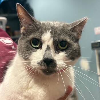 Grits -  Domestic Short Hair Cat Available for Adoption in Chattanooga, Tennessee - Grits | PetCurious