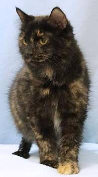 Domestic Medium Hair and Domestic Short Hair Cats Available for Adoption - SoyBean | PetCurious