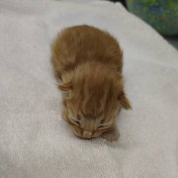 Domestic Short Hair Cats Available for Adoption - CSAS-Stray-764 | PetCurious