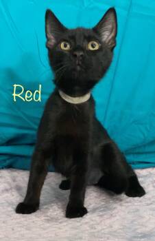 Red -  Domestic Short Hair Cat for Adoption in Dixon, California - Red | PetCurious