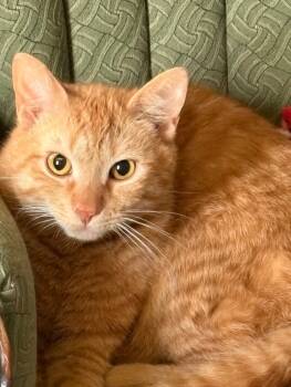 Rescue Domestic Short Hair Cats for Adoption in Colmar, Pennsylvania - Marty | PetCurious