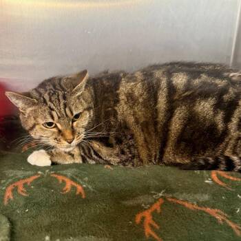Leafpool -  Domestic Short Hair Cat for Adoption in Spokane, Washington - Leafpool | PetCurious