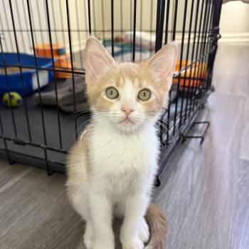 Lewis -  Domestic Short Hair Cat for Adoption in Mount Rainier, Maryland - Lewis | PetCurious