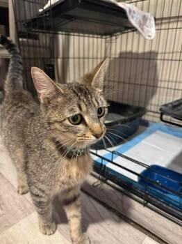 Domestic Short Hair Cats Available for Adoption in Shawnee, Oklahoma - Padme | PetCurious